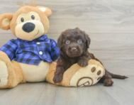 5 week old Mini Labradoodle Puppy For Sale - Puppy Love PR