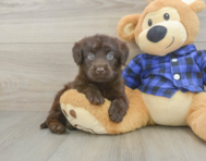 6 week old Mini Labradoodle Puppy For Sale - Puppy Love PR
