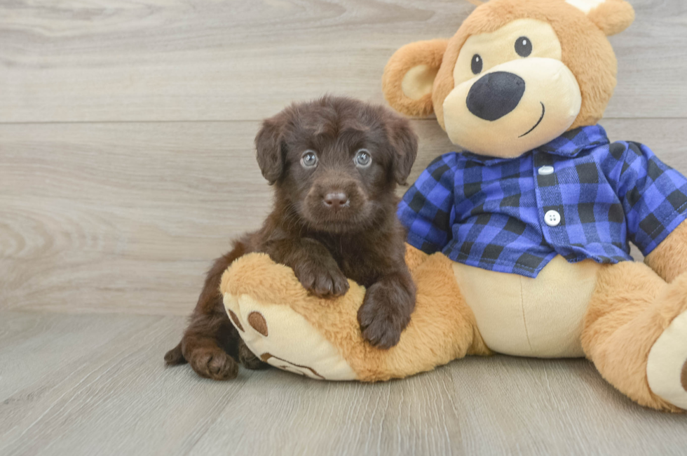 6 week old Mini Labradoodle Puppy For Sale - Puppy Love PR