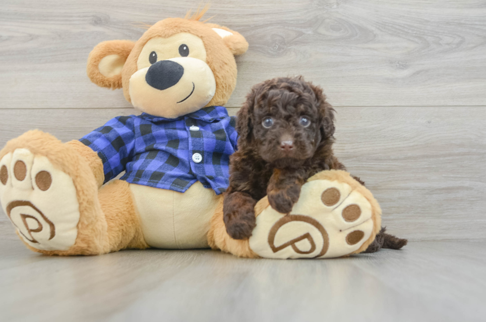 5 week old Mini Labradoodle Puppy For Sale - Puppy Love PR