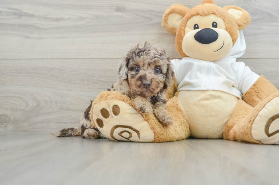 6 week old Mini Labradoodle Puppy For Sale - Puppy Love PR