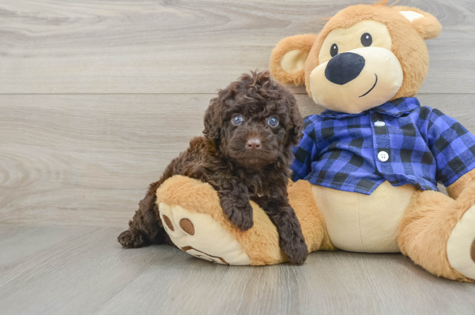 5 week old Mini Labradoodle Puppy For Sale - Puppy Love PR