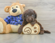 6 week old Mini Labradoodle Puppy For Sale - Puppy Love PR