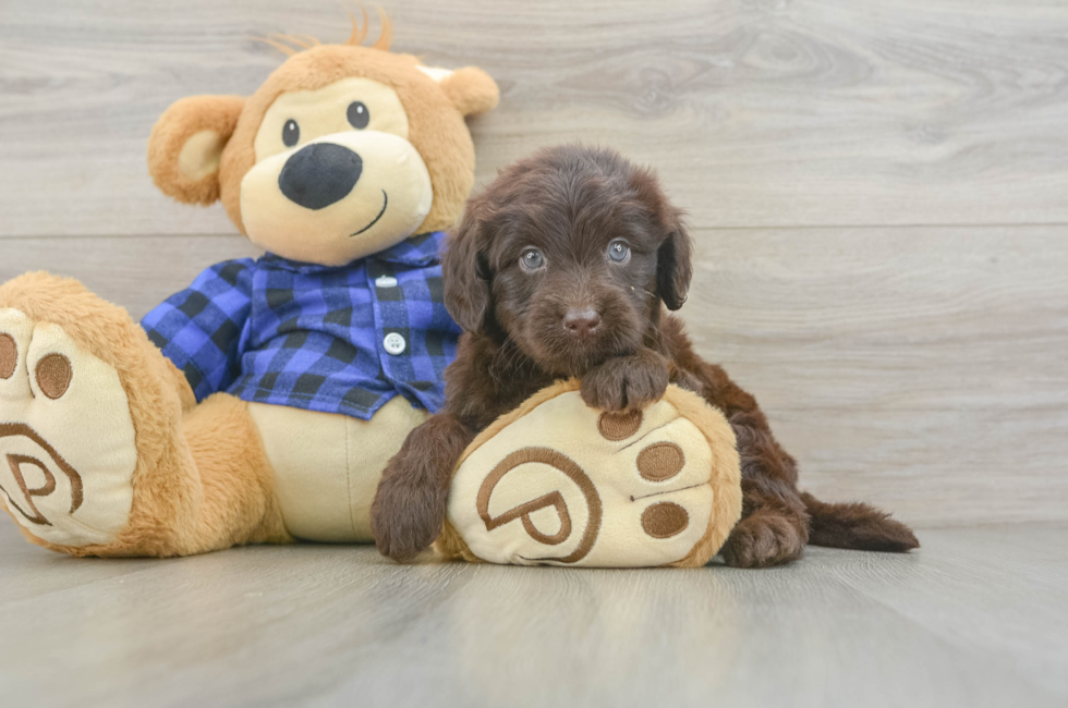6 week old Mini Labradoodle Puppy For Sale - Puppy Love PR