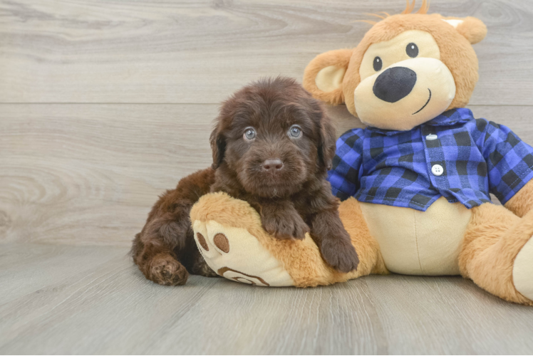 Friendly Mini Labradoodle Baby