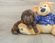 5 week old Mini Labradoodle Puppy For Sale - Puppy Love PR