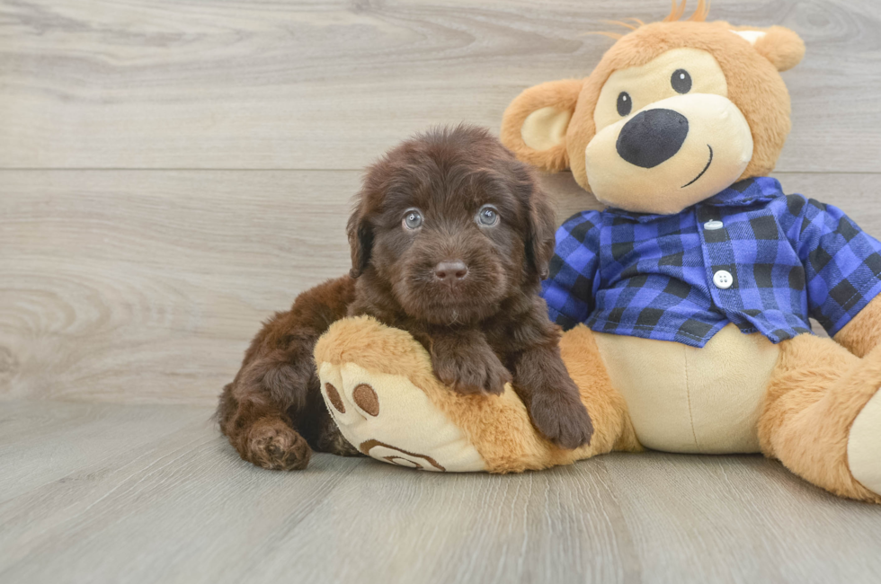 6 week old Mini Labradoodle Puppy For Sale - Puppy Love PR