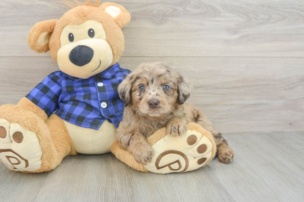 6 week old Mini Labradoodle Puppy For Sale - Puppy Love PR