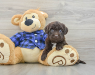 8 week old Mini Labradoodle Puppy For Sale - Puppy Love PR
