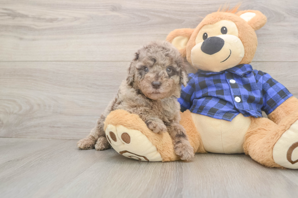 Meet Barcelona - our Mini Labradoodle Puppy Photo  2/3 - Puppy Love PR Energetic Labrapoo Poodle Mix Puppy