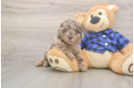 Meet Barcelona - our Mini Labradoodle Puppy Photo  2/3 - Puppy Love PR Energetic Labrapoo Poodle Mix Puppy
