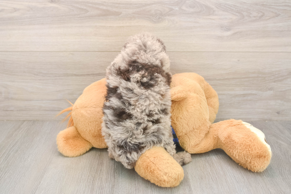 Meet Barcelona - our Mini Labradoodle Puppy Photo  3/3 - Puppy Love PR Friendly Mini Labradoodle Baby