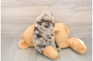 Meet Barcelona - our Mini Labradoodle Puppy Photo  3/3 - Puppy Love PR Friendly Mini Labradoodle Baby