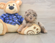 7 week old Mini Labradoodle Puppy For Sale - Puppy Love PR