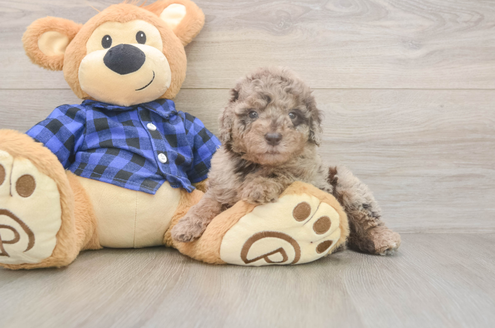 5 week old Mini Labradoodle Puppy For Sale - Puppy Love PR