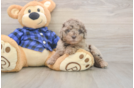 Meet Barcelona - our Mini Labradoodle Puppy Photo  1/3 - Puppy Love PR Best Mini Labradoodle Baby