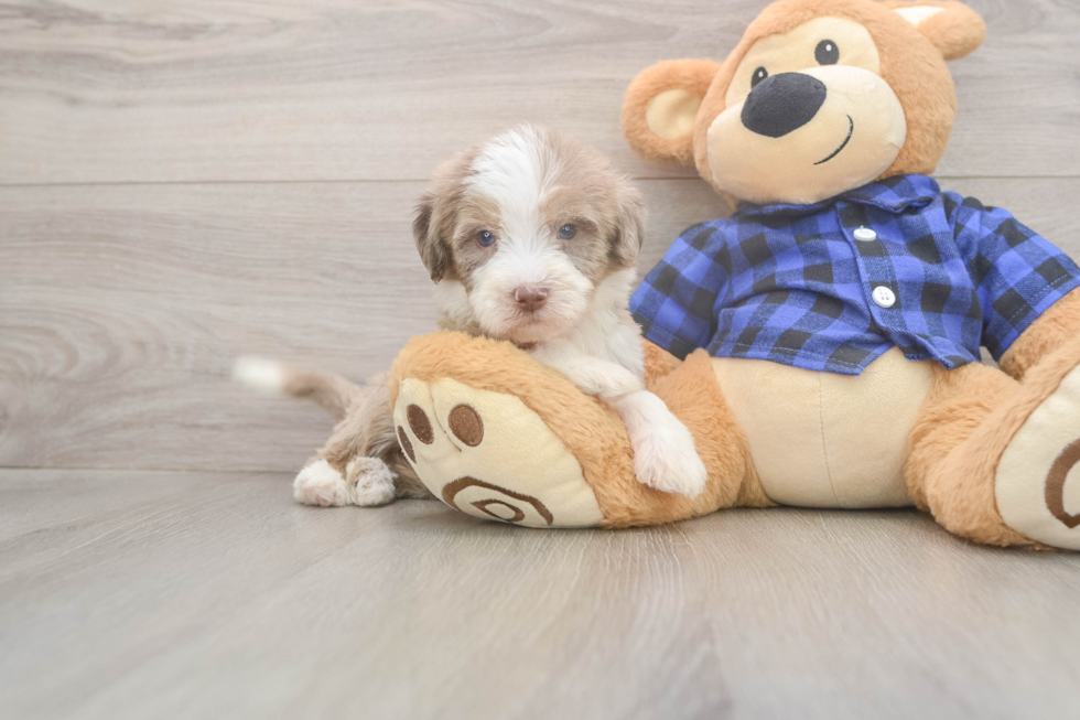Meet Belize - our Mini Labradoodle Puppy Photo  2/3 - Puppy Love PR Mini Labradoodle Pup Being Cute