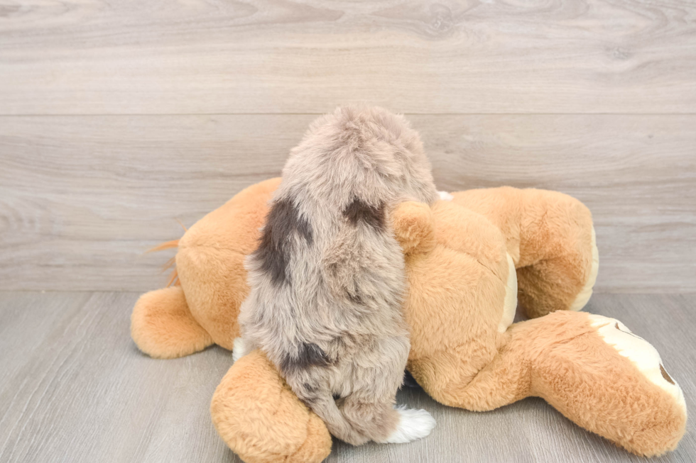 Meet Belize - our Mini Labradoodle Puppy Photo  3/3 - Puppy Love PR Mini Labradoodle Pup Being Cute