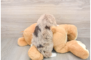 Meet Belize - our Mini Labradoodle Puppy Photo  3/3 - Puppy Love PR Mini Labradoodle Pup Being Cute