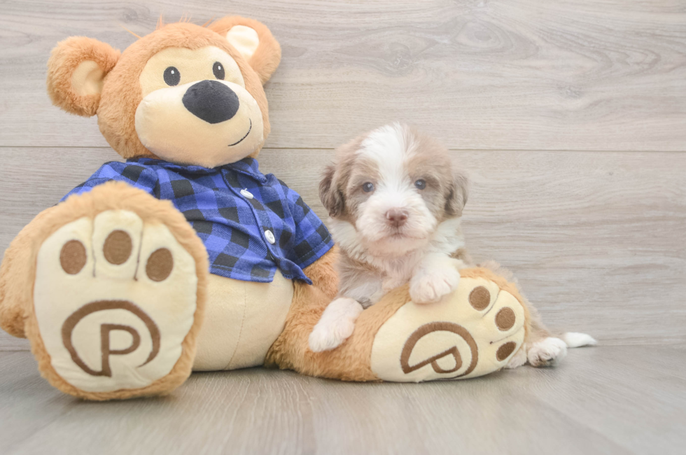 5 week old Mini Labradoodle Puppy For Sale - Puppy Love PR
