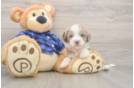 Meet Belize - our Mini Labradoodle Puppy Photo  1/3 - Puppy Love PR Petite Mini Labradoodle Poodle Mix Pup