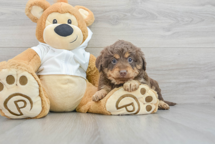 Meet Billie Jean - our Mini Labradoodle Puppy Photo 1/3 - Puppy Love PR Best Mini Labradoodle Baby