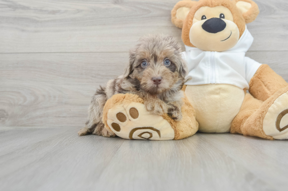 8 week old Mini Labradoodle Puppy For Sale - Puppy Love PR
