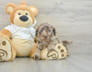 7 week old Mini Labradoodle Puppy For Sale - Puppy Love PR