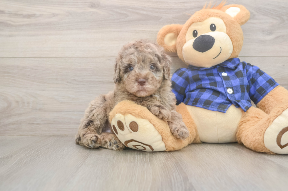 5 week old Mini Labradoodle Puppy For Sale - Puppy Love PR