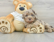 7 week old Mini Labradoodle Puppy For Sale - Puppy Love PR