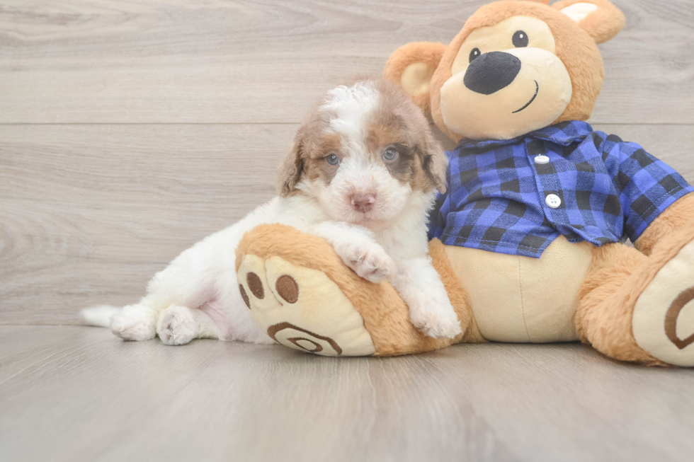 Meet Brax - our Mini Labradoodle Puppy Photo  2/3 - Puppy Love PR Petite Mini Labradoodle Poodle Mix Pup
