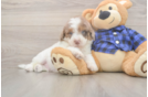 Meet Brax - our Mini Labradoodle Puppy Photo  2/3 - Puppy Love PR Petite Mini Labradoodle Poodle Mix Pup