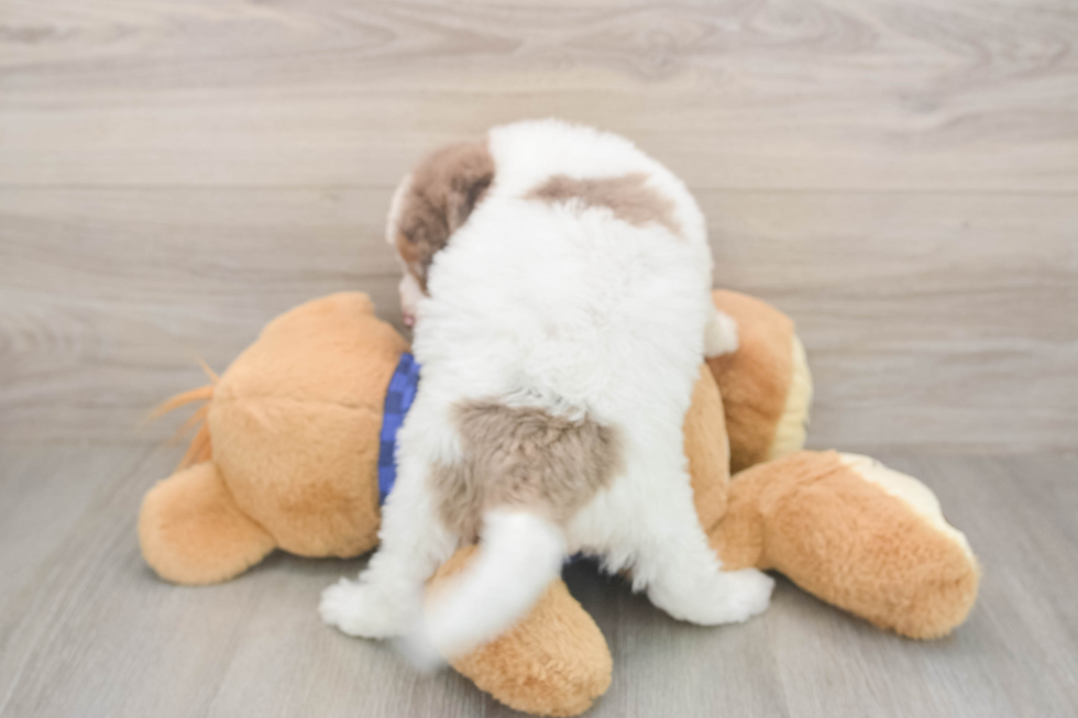Meet Brax - our Mini Labradoodle Puppy Photo  3/3 - Puppy Love PR Cute Mini Labradoodle Baby