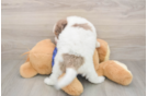 Meet Brax - our Mini Labradoodle Puppy Photo  3/3 - Puppy Love PR Cute Mini Labradoodle Baby