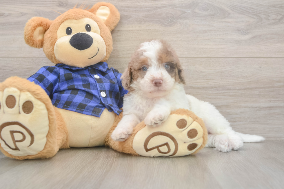 Meet Brax - our Mini Labradoodle Puppy Photo  1/3 - Puppy Love PR Cute Mini Labradoodle Baby