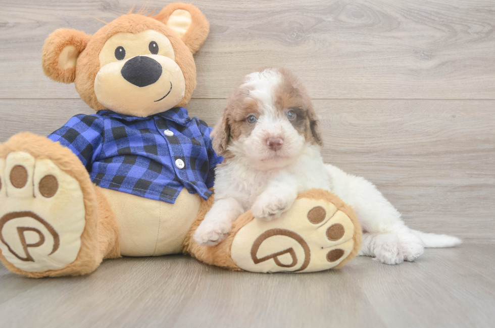 5 week old Mini Labradoodle Puppy For Sale - Puppy Love PR