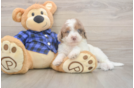 Meet Brax - our Mini Labradoodle Puppy Photo  1/3 - Puppy Love PR Cute Mini Labradoodle Baby