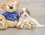 6 week old Mini Labradoodle Puppy For Sale - Puppy Love PR 6 week old Mini Labradoodle Puppy For Sale - Puppy Love PR