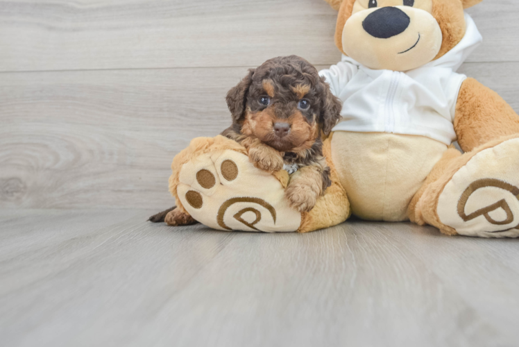 Meet Breckyn - our Mini Labradoodle Puppy Photo 1/3 - Puppy Love PR Cute Mini Labradoodle Baby