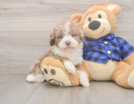 8 week old Mini Labradoodle Puppy For Sale - Puppy Love PR