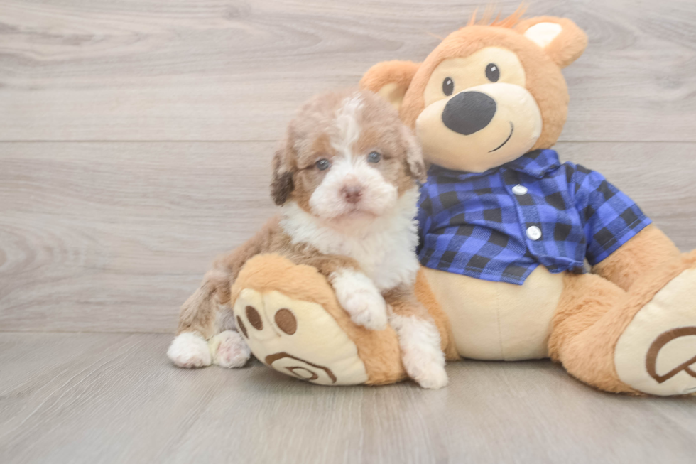 Meet Breckyn - our Mini Labradoodle Puppy Photo  1/3 - Puppy Love PR Smart Mini Labradoodle Poodle Mix Pup