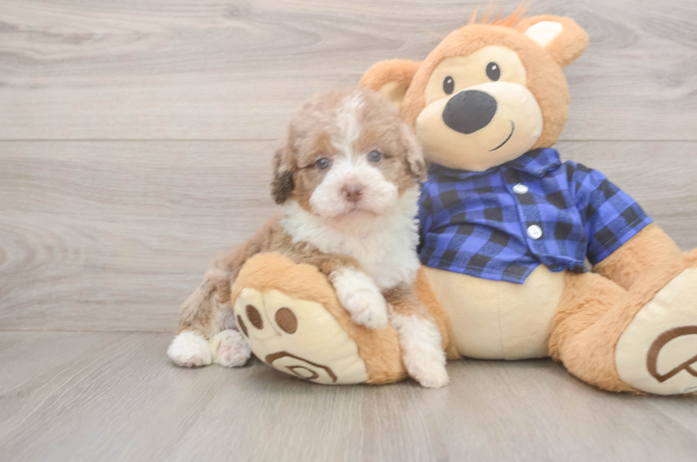 5 week old Mini Labradoodle Puppy For Sale - Puppy Love PR