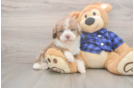 Meet Breckyn - our Mini Labradoodle Puppy Photo  1/3 - Puppy Love PR Smart Mini Labradoodle Poodle Mix Pup