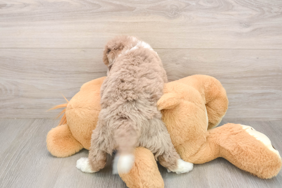 Meet Breckyn - our Mini Labradoodle Puppy Photo  3/3 - Puppy Love PR Friendly Mini Labradoodle Baby