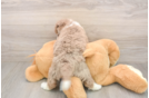 Meet Breckyn - our Mini Labradoodle Puppy Photo  3/3 - Puppy Love PR Friendly Mini Labradoodle Baby