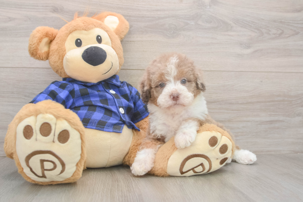 Meet Breckyn - our Mini Labradoodle Puppy Photo  2/3 - Puppy Love PR Playful Labrapoo Poodle Mix Puppy