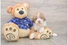 Meet Breckyn - our Mini Labradoodle Puppy Photo  2/3 - Puppy Love PR Playful Labrapoo Poodle Mix Puppy