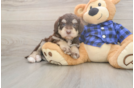 Meet Bronny - our Mini Labradoodle Puppy Photo  2/3 - Puppy Love PR Best Mini Labradoodle Baby