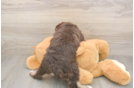 Meet Bronny - our Mini Labradoodle Puppy Photo  3/3 - Puppy Love PR Adorable Labrapoo Poodle Mix Puppy