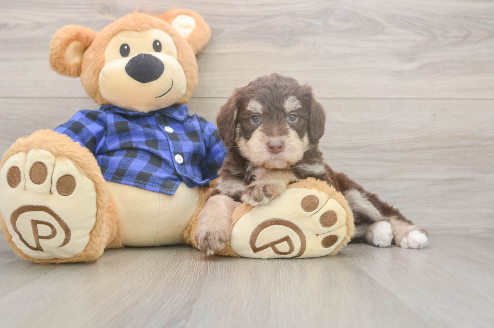 5 week old Mini Labradoodle Puppy For Sale - Puppy Love PR